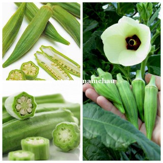 20GR - HẠT GIỐNG ĐẬU BẮP