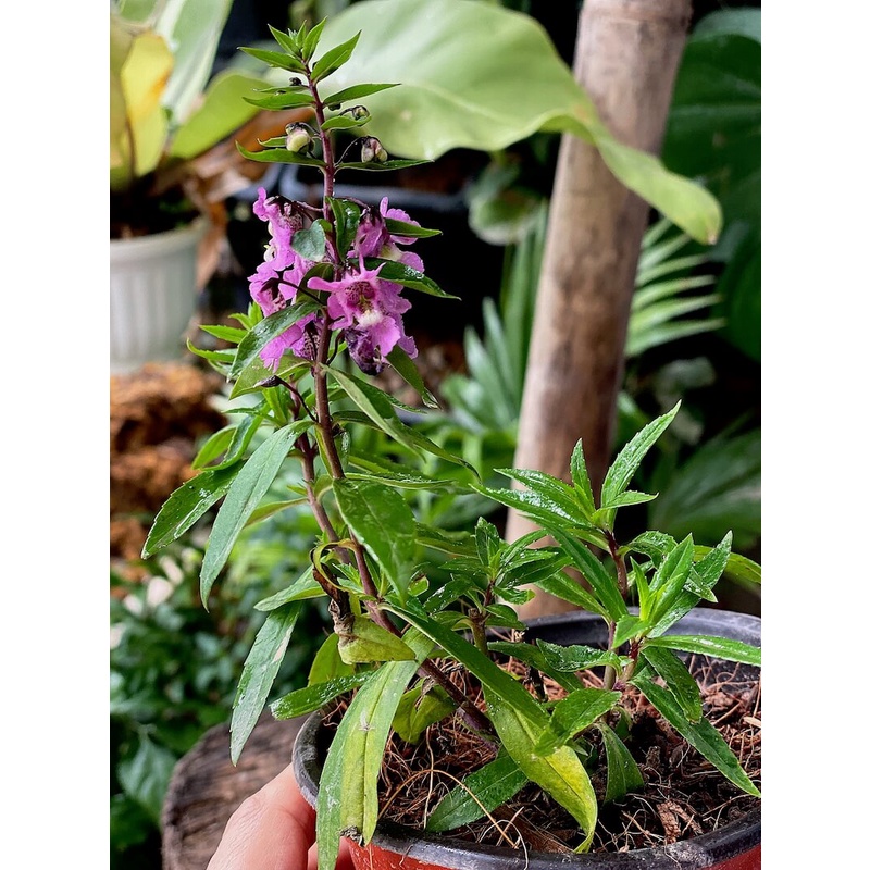 Cây Angelonia goyazensis Japanese Violet (Violet Nhật Bản, hoa màu ngẫu nhiên) chậu nhựa 8cm