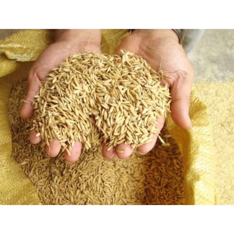 Gạo Sen cù Mường Khương 5kg- Đặc sản Tây Bắc