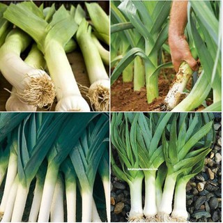 Hạt giống hành baro/ tỏi tây