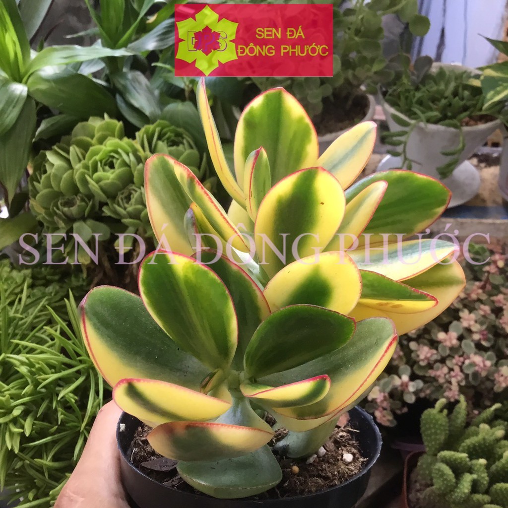 SEN ĐÁ THẠCH BÍCH VAR CHẬU LỚN - Sen Đá xương rồng cây phong thuỷ văn phòng đẹp