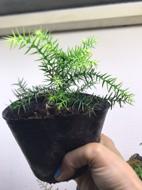 cây thiên môn tùng set hồ bán cạn, non bộ, terrarium