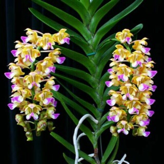 Hoa lan hoàng nhạn