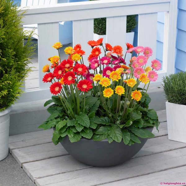Gói 30 HẠT GIỐNG HOA ĐỒNG TIỀN CAO MIX MÀU