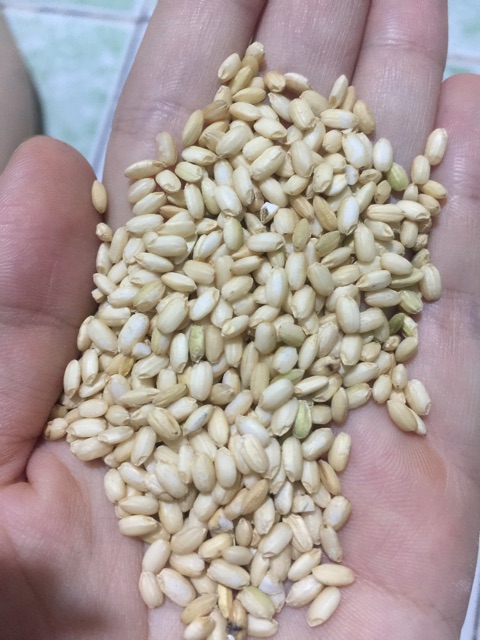 1kg gạo nếp lứt