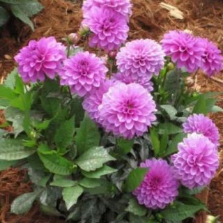 Hạt giống hoa thược dược