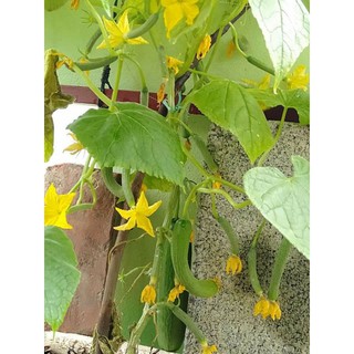 Hạt giống dưa chuột không hạt trái ngắn