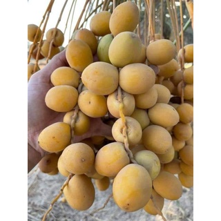 com bo 2 cây giống chà là ăn quả