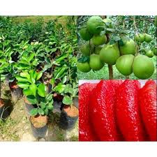 Cây bưởi Ruby ghép Thái Lan cao 80-100cm.