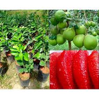 Cây bưởi ruby ghép thái lan cao 80-100cm.