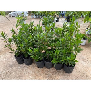 Cây nguyệt quế (Bay leaf)