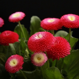 Hạt giống cúc Daisy đủ màu sỉ 10k gói 100 hạt