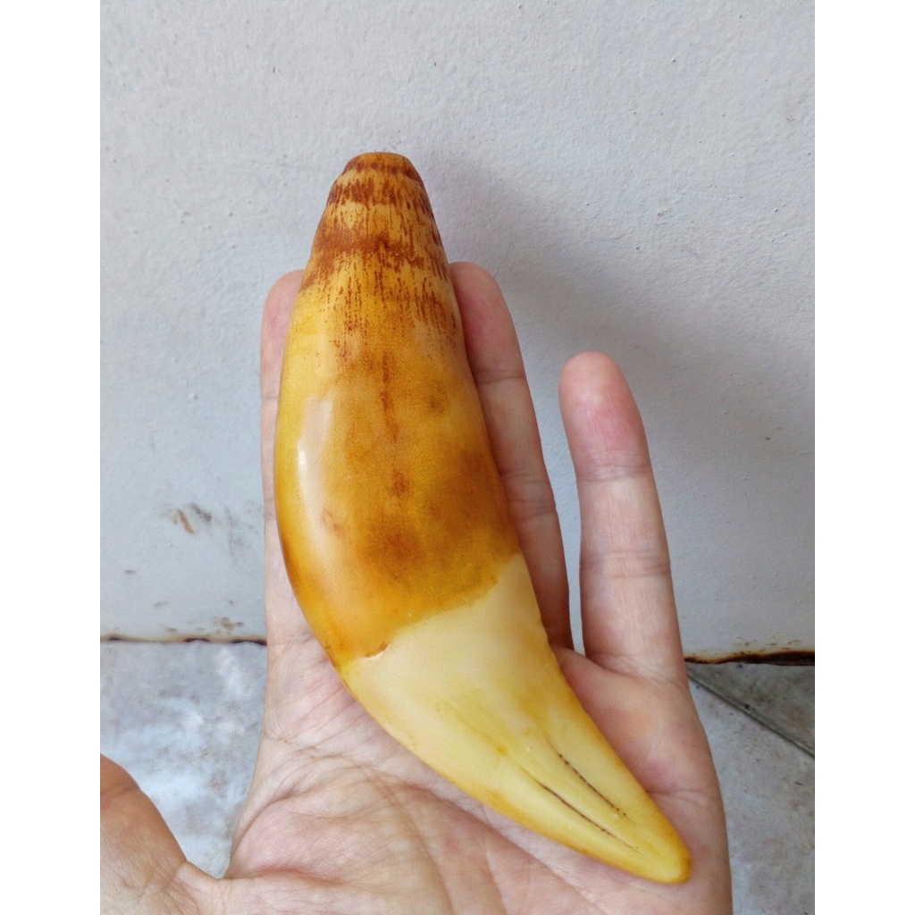 Nanh cọp nhân tạo sise lớn