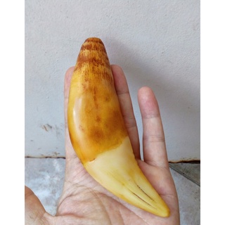Nanh cọp nhân tạo sise lớn