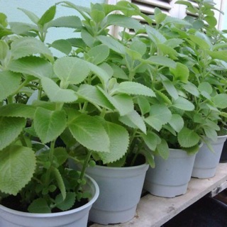 CHẬU CÂY HÚNG CHANH ( CÂY RAU TẦN LÁ DÀY )-DƯỢC LIỆU QUÝ TRỊ BÁCH BỆNH