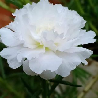 5 cành Hoa Mười giờ mix màu (cây đủ hoa, nụ )