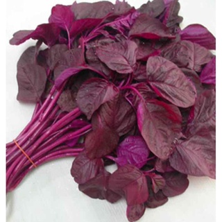 Hạt giống rau dền đỏ - gói 20 gram