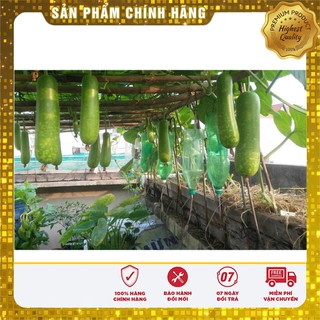 Hạt giống bầu lai F1 - 2gr