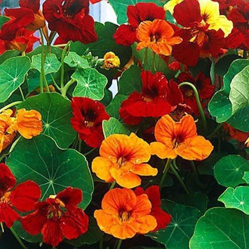 HẠT HOA SEN CẠN NHIỀU MÀU DÂY LEO - GÓI 1 GRAM