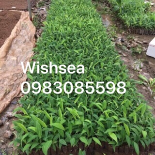 cây chuối tây thái (combo 2 cây)