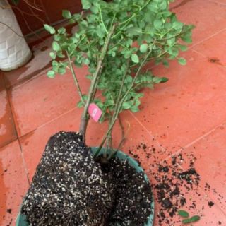 Đá perlite