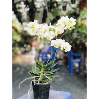 Mãn thiên hồng, hồ điệp mini nhiều màu.