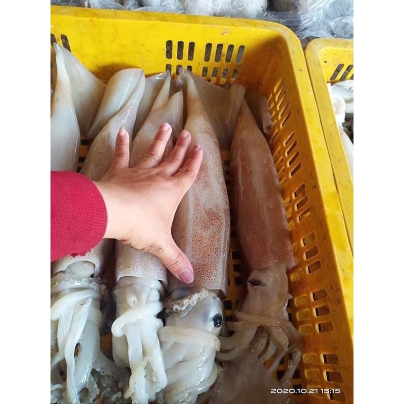 Mực ống ngon làm sạch ❤️ SIZE VIP❤️ 1kg siêu ngon ngọt , giòn