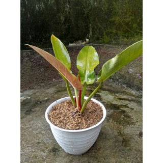 Mô Hình Đồ Chơi Xe Hơi Philodendron Gren