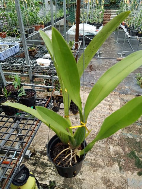 Lan Vũ nữ nhện xanh