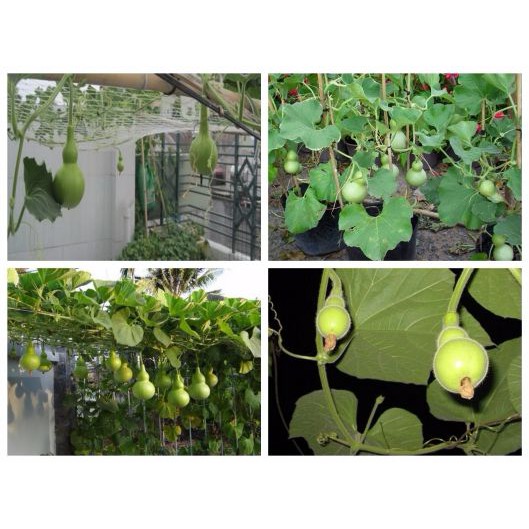 HẠT GIỐNG BẦU HỒ LÔ MINI