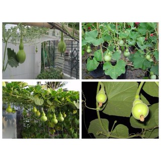 HẠT GIỐNG BẦU HỒ LÔ MINI