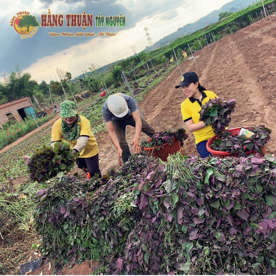 Bột Tía Tô Nguyên Chất Kon Tum