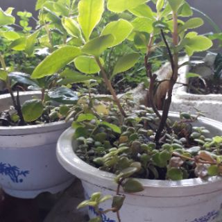 cây nhân sâm đất (hàng giao như hình - cây đã có củ)