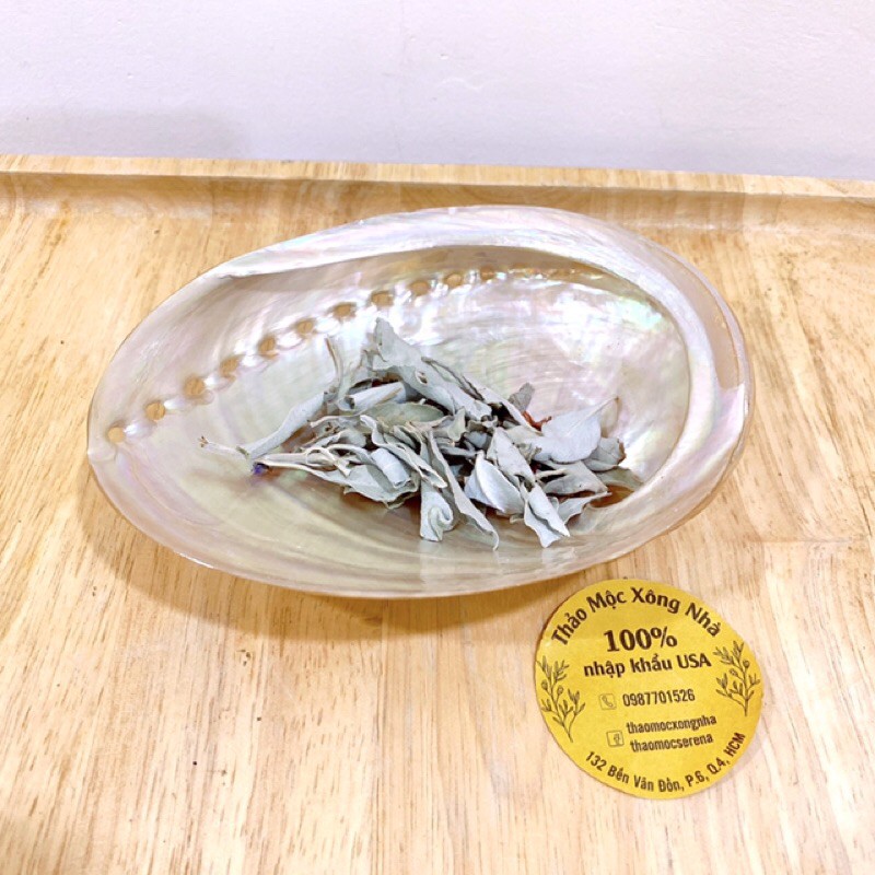 Đĩa ốc xà cừ New Zealand  - Natural Abalone Shell | BigBuy360 - bigbuy360.vn