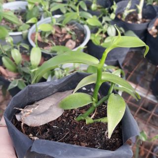 CÂY GIỐNG LAN VANI