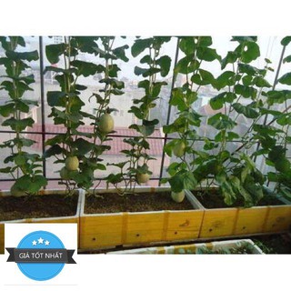 Hạt Giống Dưa Lưới Xanh - 10 hạt