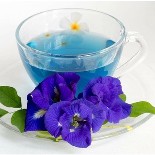 sỉ 1 ký hoa đậu biếc