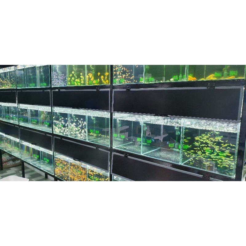 Led dây siêu sáng cho các hồ cá guppy - size 1m và 0.6m