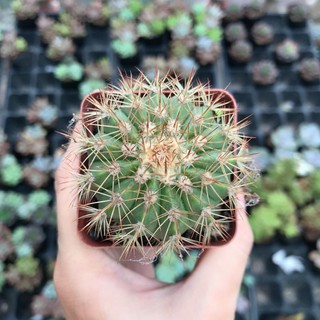 Xương Rồng Melo | Xuất xứ Đà Lạt | Dễ trồng dễ chăm