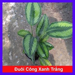 Caykiengsadec - Cây đuôi công xanh trắng - Cây cảnh để bàn