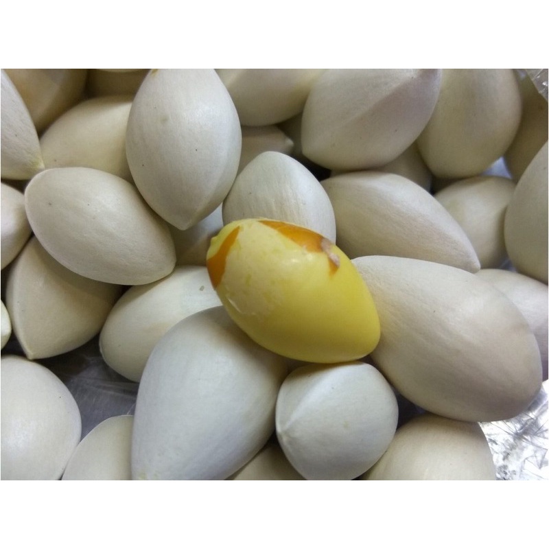 1kg Bạch quả tươi còn vỏ hạt to chắc