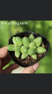 Sen đá nhỏ 3-5cm