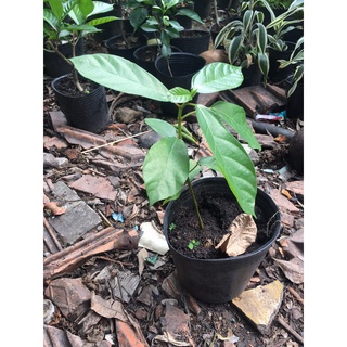 [Hỏa tốc 3h] Cây sung nếp giống