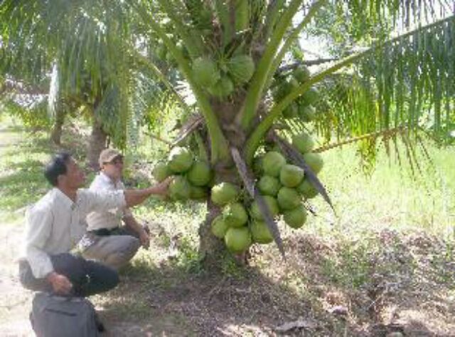Cây Dừa dứa thái lan