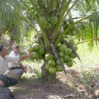 Cây Dừa dứa thái lan