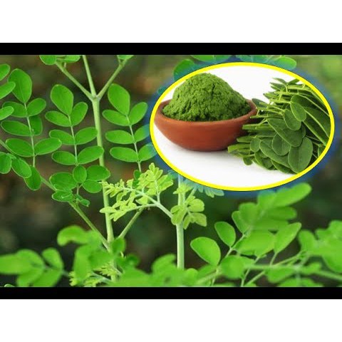 BỘT CHÙM NGÂY - 100G