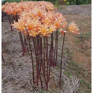 Combo 5 củ Bỉ Ngạn Lai Lycoris