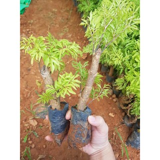 Combo 5 Cây Đinh lăng giống