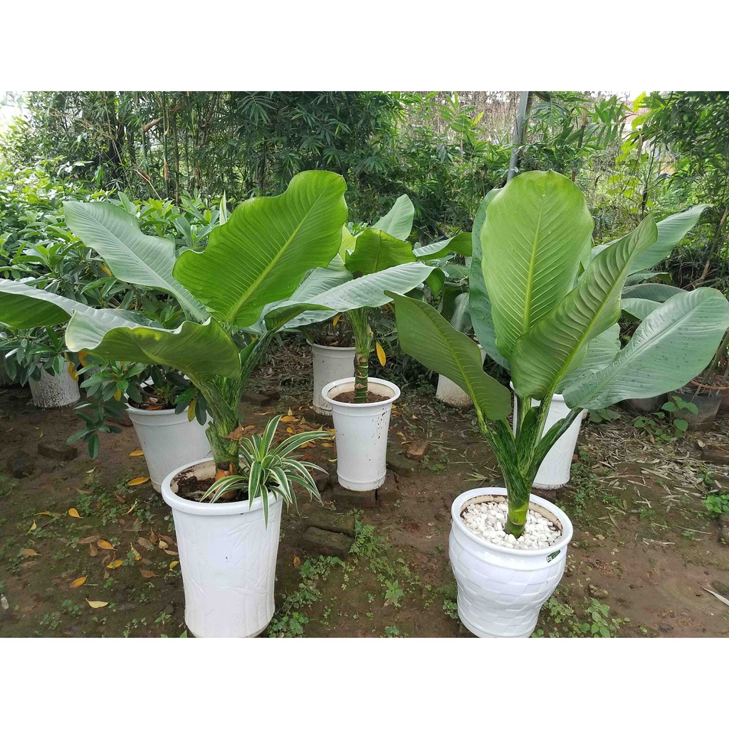 Cây Đại Phú Gia Phong Thủy