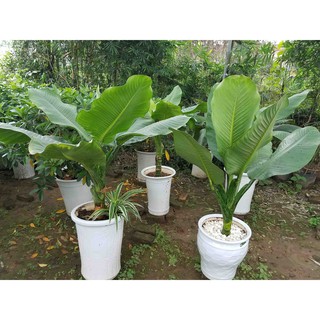 Cây Đại Phú Gia Phong Thủy